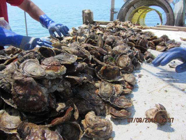 Shellfish farmer sorting oysters